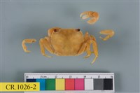 藏品(絨毛近方蟹)的圖片